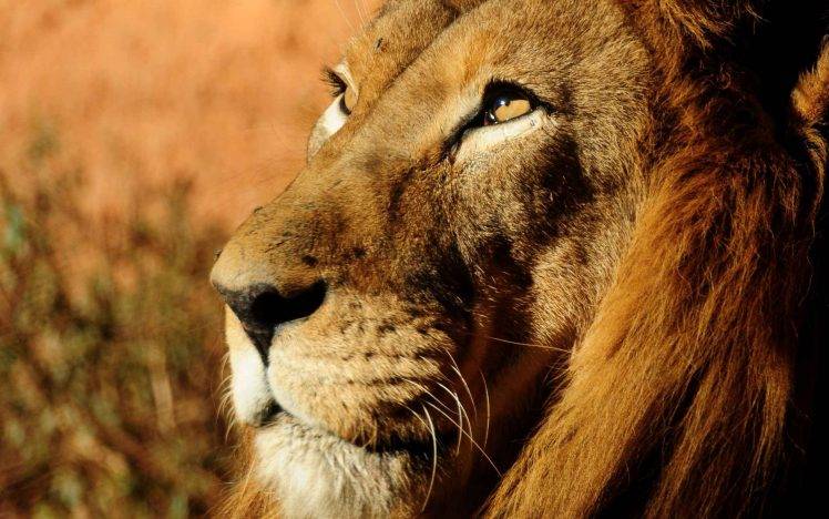 animals, Lion, Wildlife HD Wallpaper Desktop Background