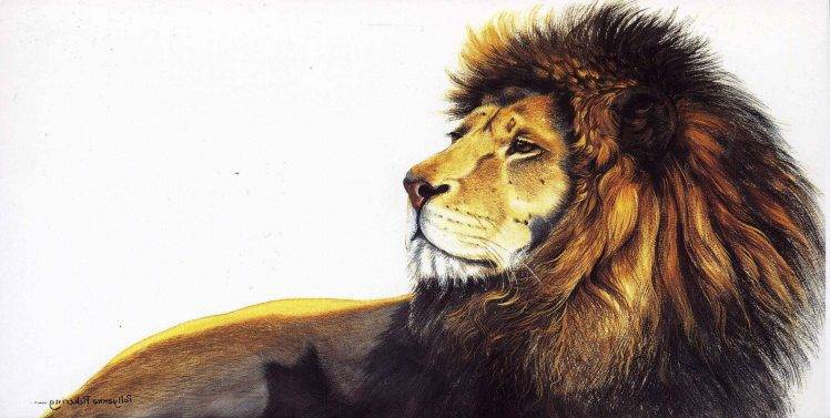 lion, Animals, Artwork HD Wallpaper Desktop Background