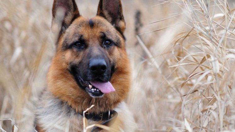 dog, Animals, German Shepherd HD Wallpaper Desktop Background