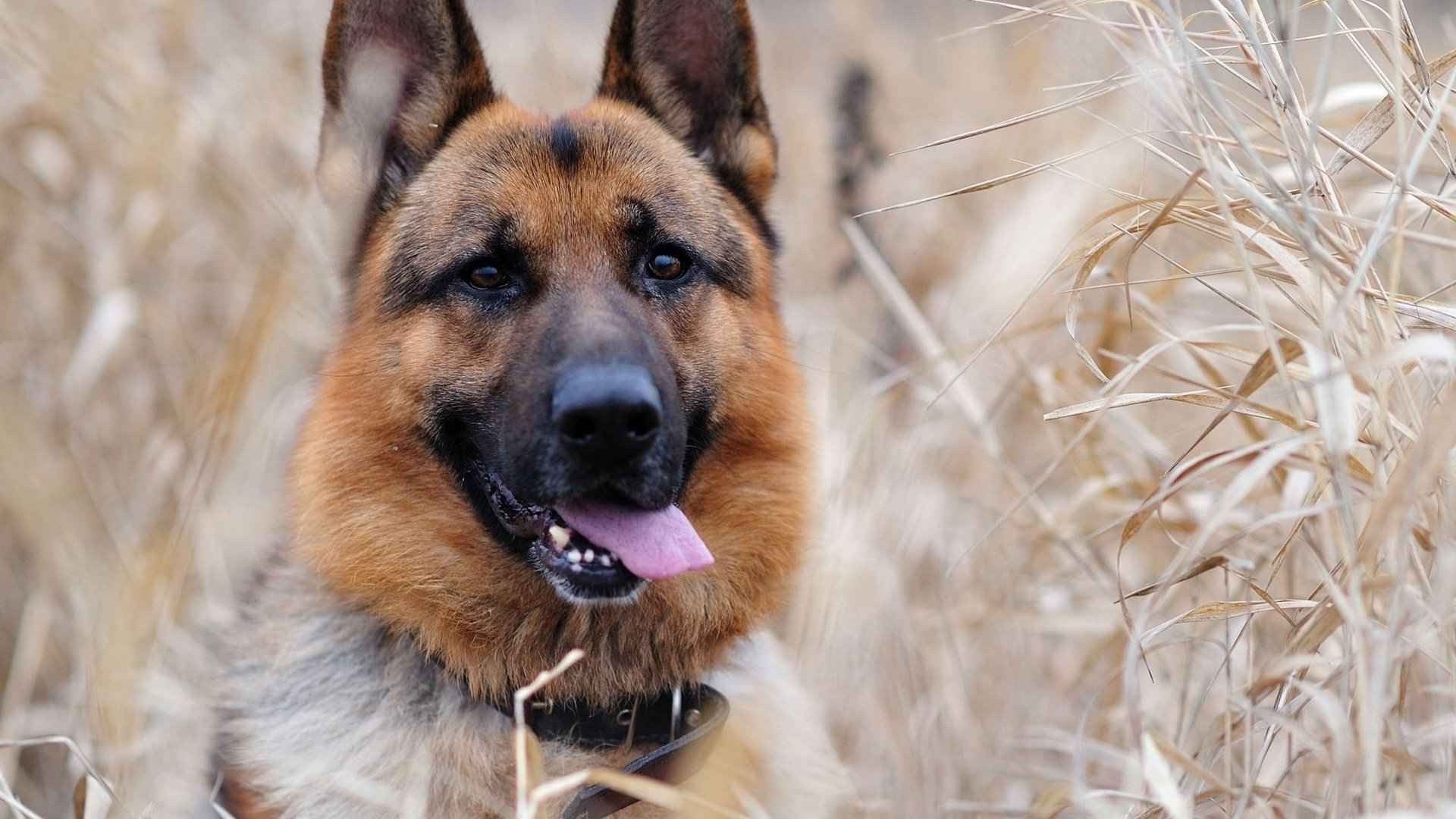 dog, Animals, German Shepherd Wallpaper
