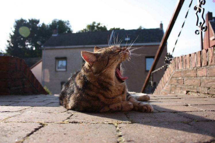 cat, Yawning, Lying Down, Animals HD Wallpaper Desktop Background