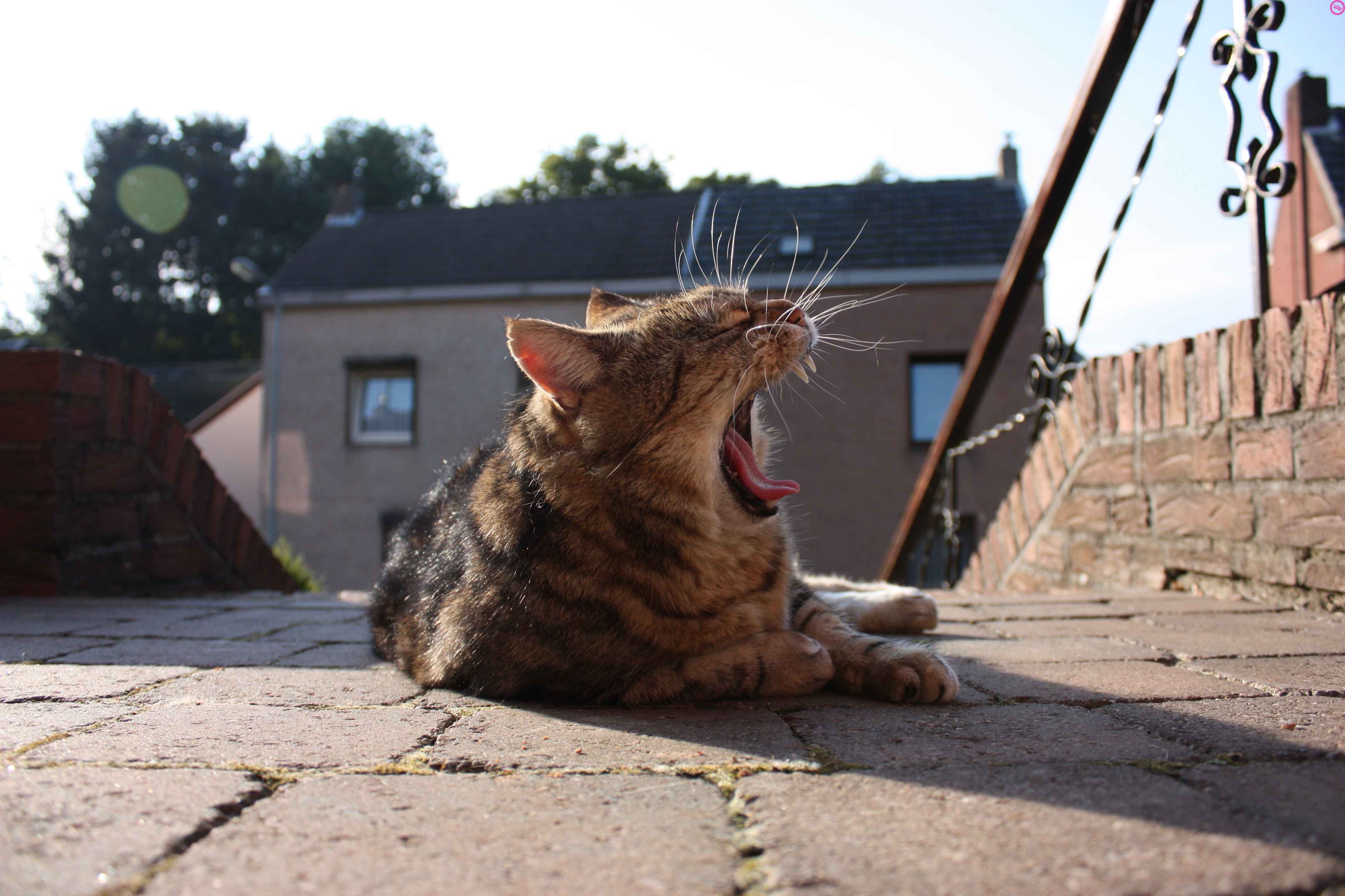 cat, Yawning, Lying Down, Animals Wallpaper