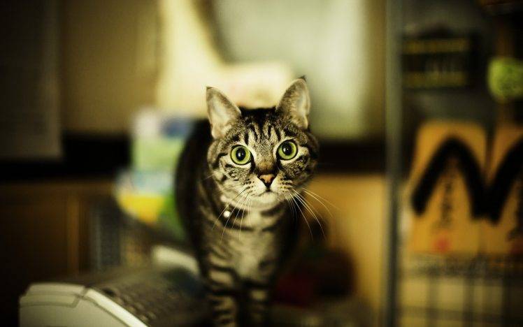 cat, Animals, Blurred, Green Eyes HD Wallpaper Desktop Background