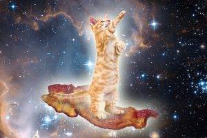 animals, Cat, Bacon, Space, Surreal