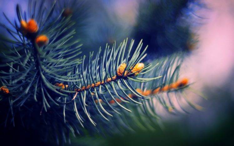macro, Nature, Pine Trees HD Wallpaper Desktop Background