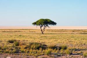 Namibia, Nature, Landscape, Savannah, Trees, National Park, Africa