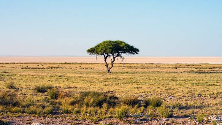 Namibia, Nature, Landscape, Savannah, Trees, National Park, Africa HD Wallpaper Desktop Background