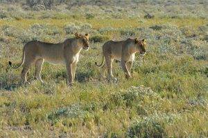 Namibia, Landscape, Animals, Savannah, Lion, Nature, Wildlife, Africa
