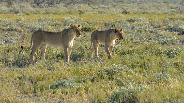 Namibia, Landscape, Animals, Savannah, Lion, Nature, Wildlife, Africa HD Wallpaper Desktop Background