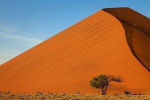 desert, Landscape, Sand, Dune, Animals