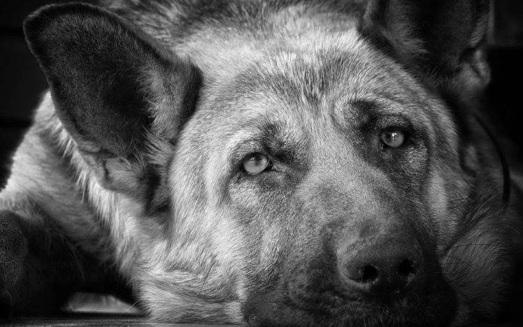 animals, Dog, German Shepherd HD Wallpaper Desktop Background