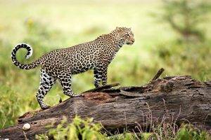 nature, Animals, Wildlife, Leopard, Log