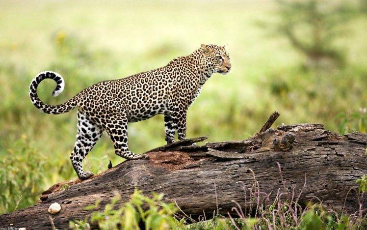 nature, Animals, Wildlife, Leopard, Log HD Wallpaper Desktop Background