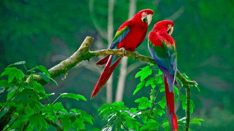 nature, Animals, Wildlife, Macaws HD Wallpaper Desktop Background