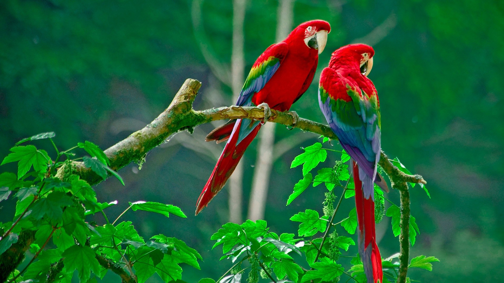 nature, Animals, Wildlife, Macaws Wallpapers HD / Desktop and Mobile