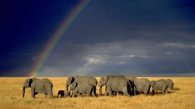 nature, Landscape, Animals, Wildlife, Elephants, Savannah HD Wallpaper Desktop Background