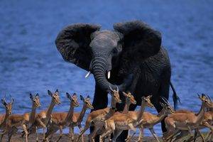 nature, Animals, Wildlife, Elephants, Botswana