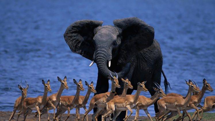 nature, Animals, Wildlife, Elephants, Botswana HD Wallpaper Desktop Background