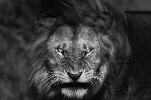 nature, Lion, Big Cats, Fury, Angry, Portrait, Monochrome, Animals, King