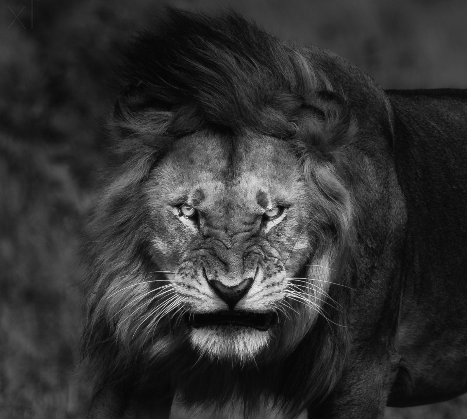 nature, Lion, Big Cats, Fury, Angry, Portrait, Monochrome, Animals