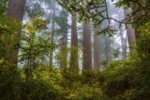 nature, Landscape, Mist, Forest, Redwood, Shrubs, Wildflowers, Trees, Morning