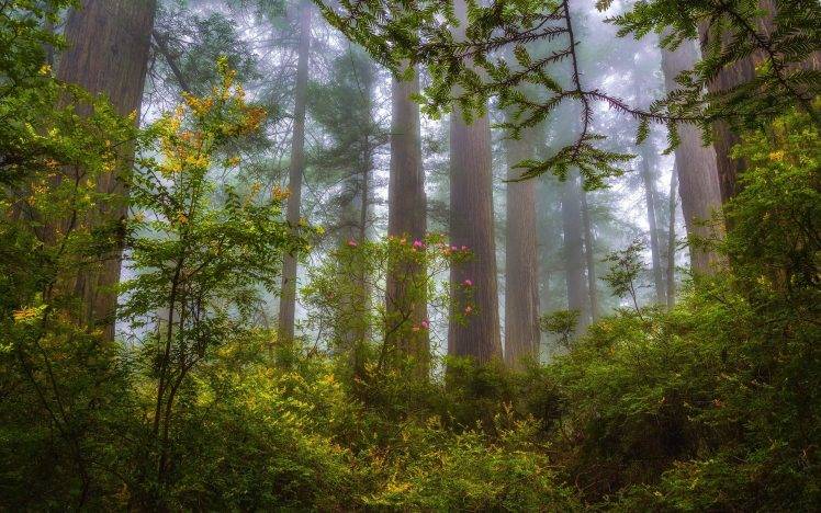 nature, Landscape, Mist, Forest, Redwood, Shrubs, Wildflowers, Trees, Morning HD Wallpaper Desktop Background