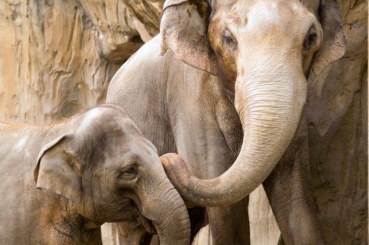 elephants, Animals HD Wallpaper Desktop Background