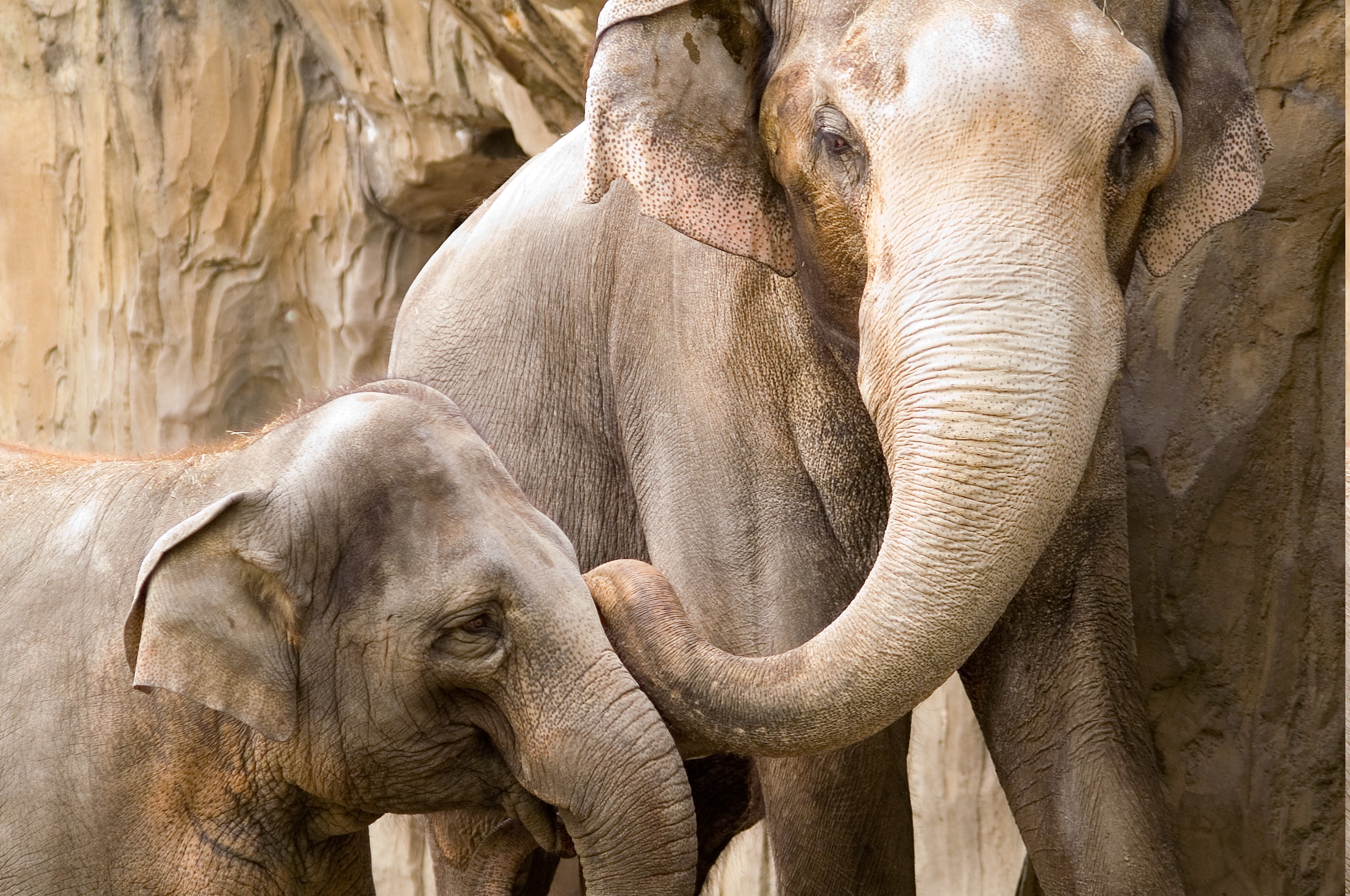 elephants, Animals Wallpaper