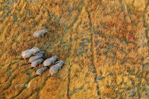 nature, Landscape, Plains, Animals, Wildlife, Elephants, Aerial View, Botswana