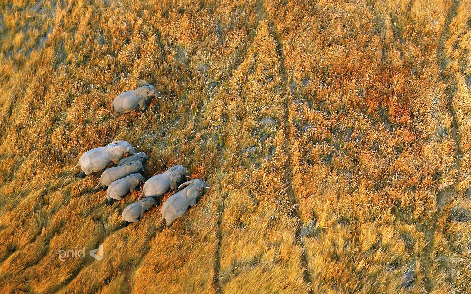 nature, Landscape, Plains, Animals, Wildlife, Elephants, Aerial View, Botswana Wallpaper