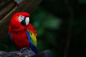 animals, Wildlife, Nature, Birds, Macaws, Parrot