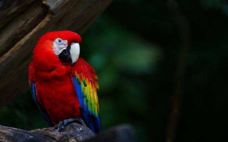 animals, Wildlife, Nature, Birds, Macaws, Parrot HD Wallpaper Desktop Background