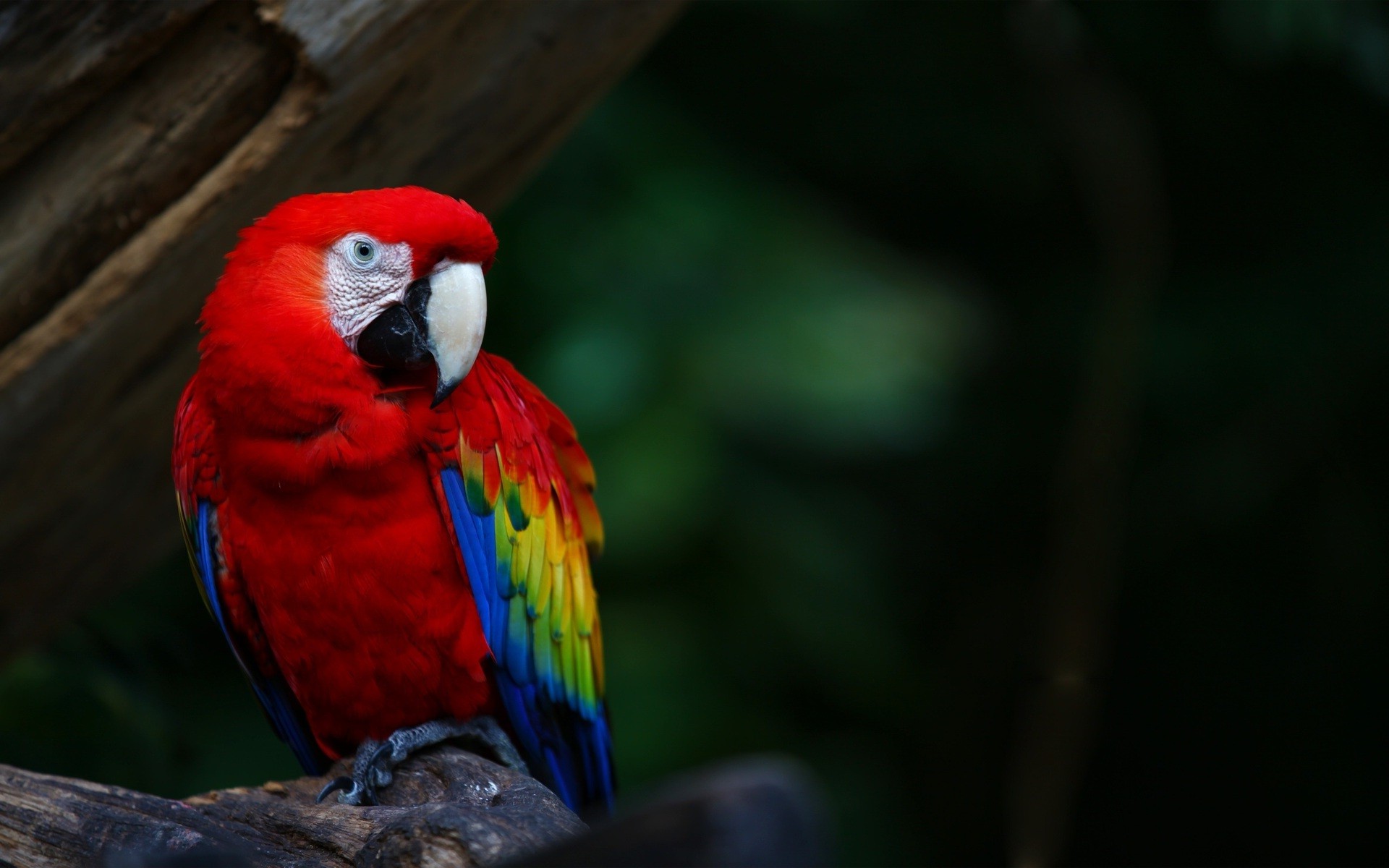 animals, Wildlife, Nature, Birds, Macaws, Parrot Wallpaper