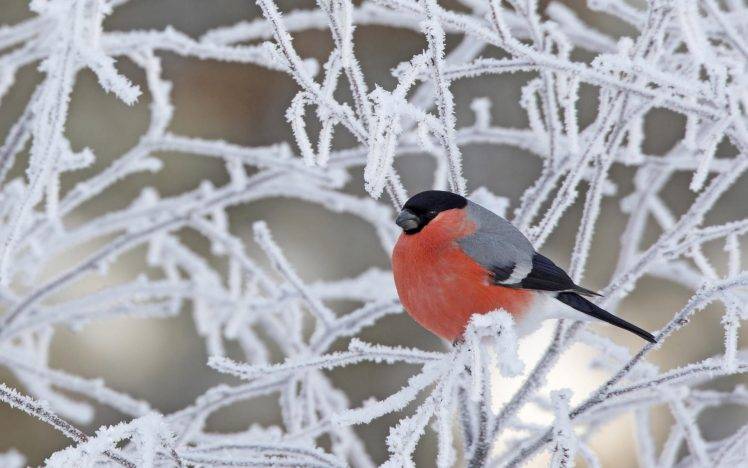 wildlife, Nature, Birds, Winter, Bullfinch, Twigs, Frost HD Wallpaper Desktop Background
