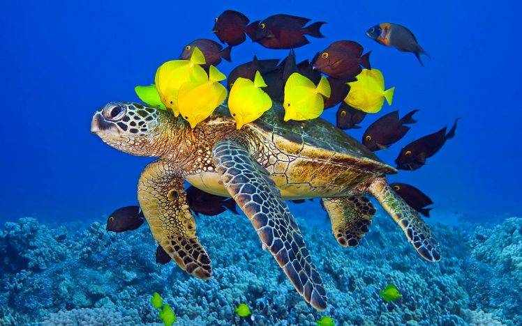 animals, Wildlife, Nature, Sea, Fish, Turtle, Reptile HD Wallpaper Desktop Background