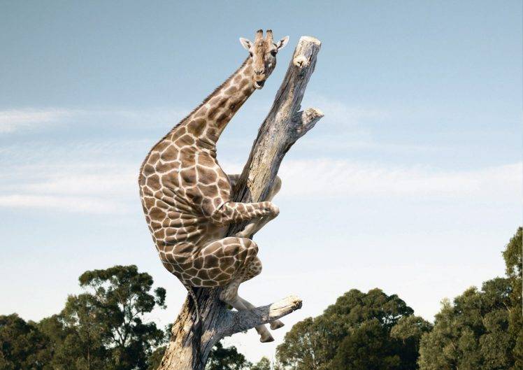 animals, Wildlife, Nature, Giraffes, Fantasy Art, Humor HD Wallpaper Desktop Background