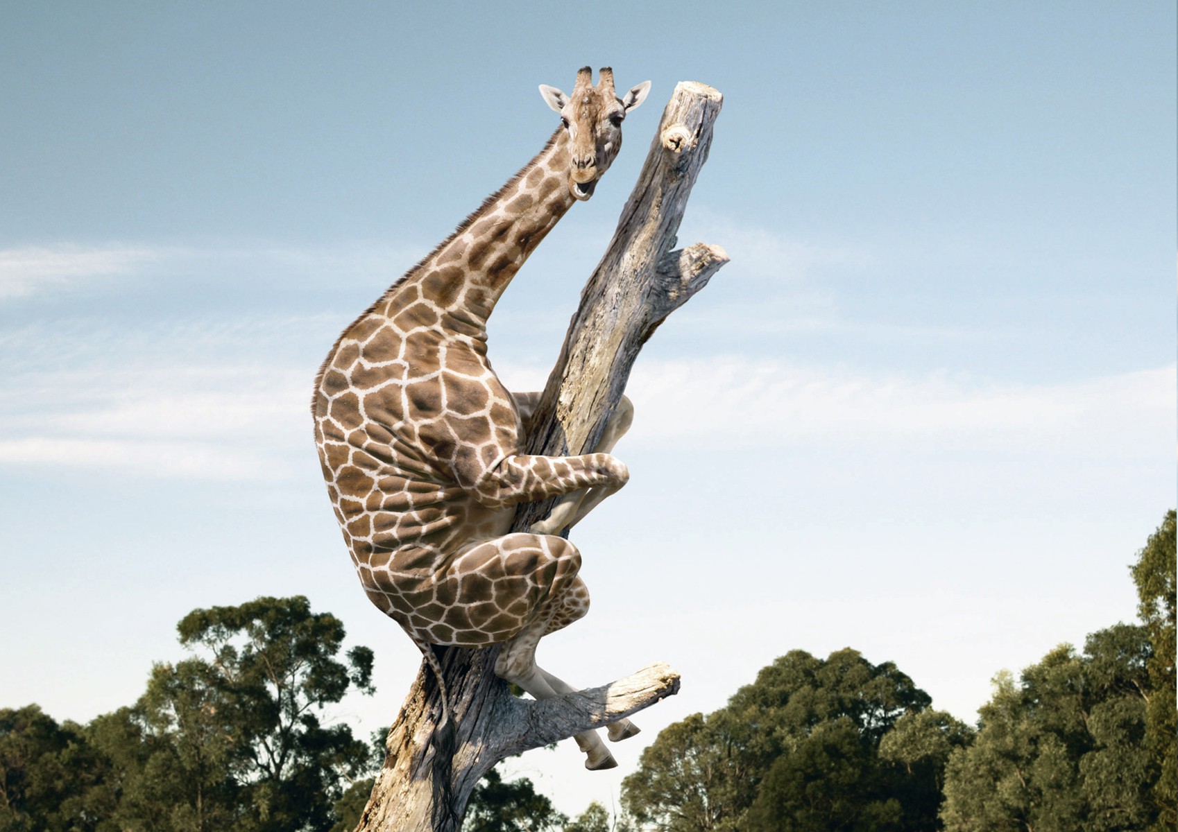 animals, Wildlife, Nature, Giraffes, Fantasy Art, Humor Wallpaper