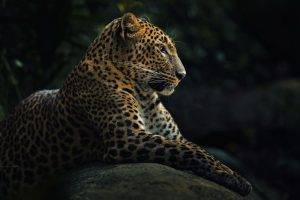 animals, Wildlife, Nature, Jaguars