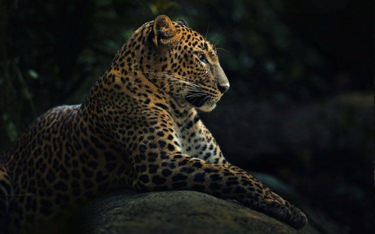 animals, Wildlife, Nature, Jaguars HD Wallpaper Desktop Background