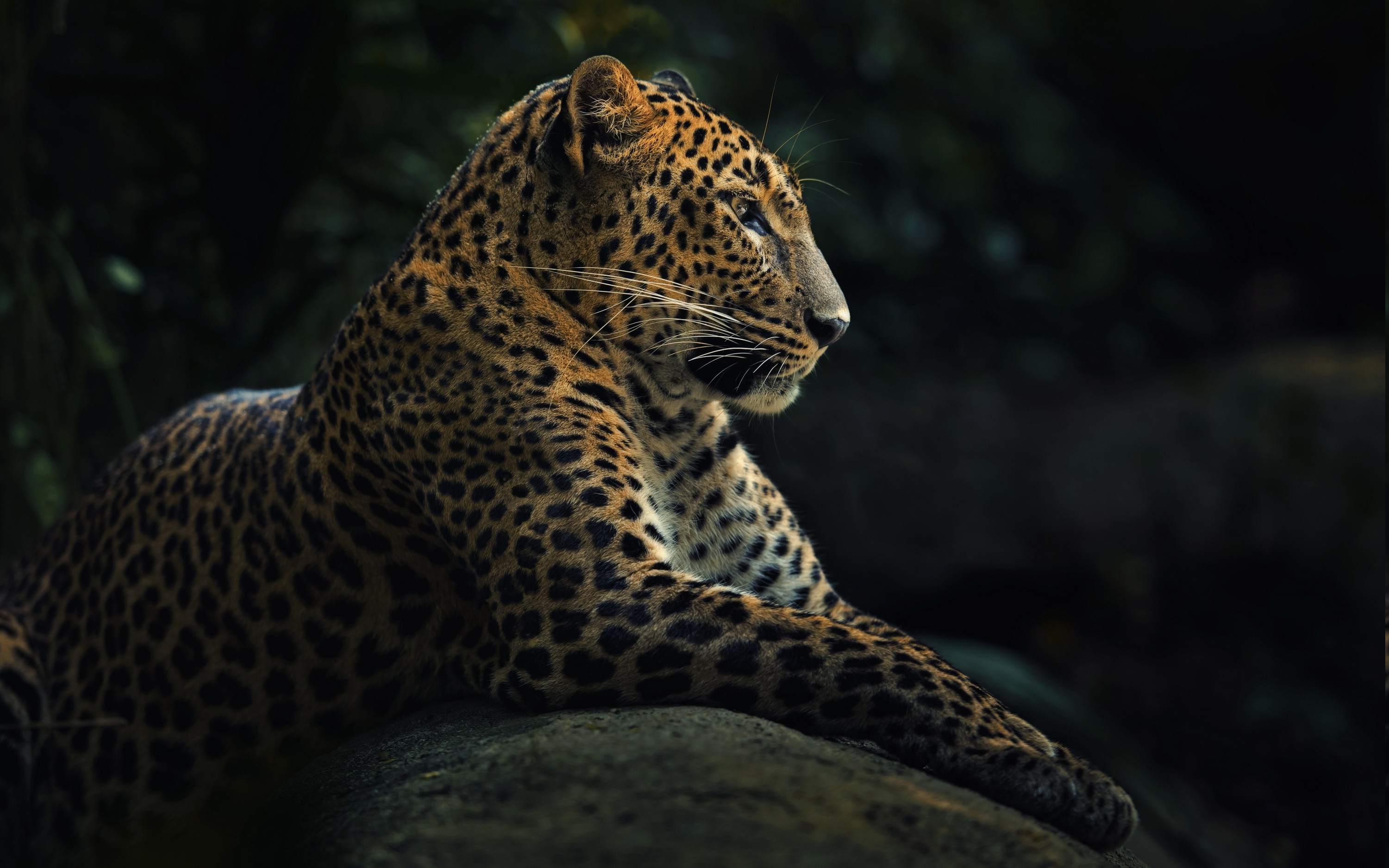 animals, Wildlife, Nature, Jaguars Wallpaper