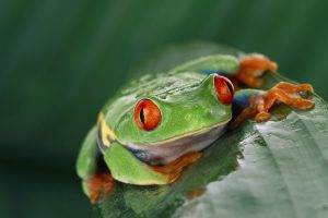 animals, Wildlife, Nature, Frog, Amphibian, Red Eyed Tree Frogs
