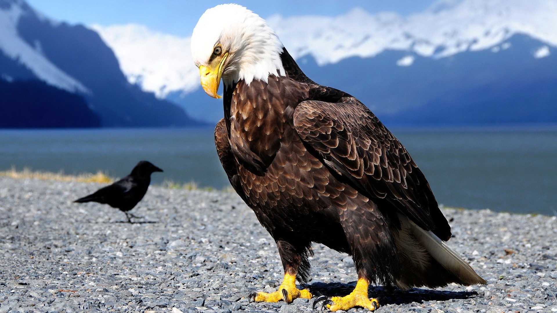 animals, Wildlife, Nature, Birds, Eagle Wallpaper