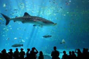 animals, Wildlife, Nature, Sea, Fish, Whale Shark, Shark, Aquarium