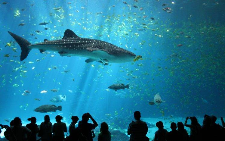 animals, Wildlife, Nature, Sea, Fish, Whale Shark, Shark, Aquarium  Wallpapers HD / Desktop and Mobile Backgrounds