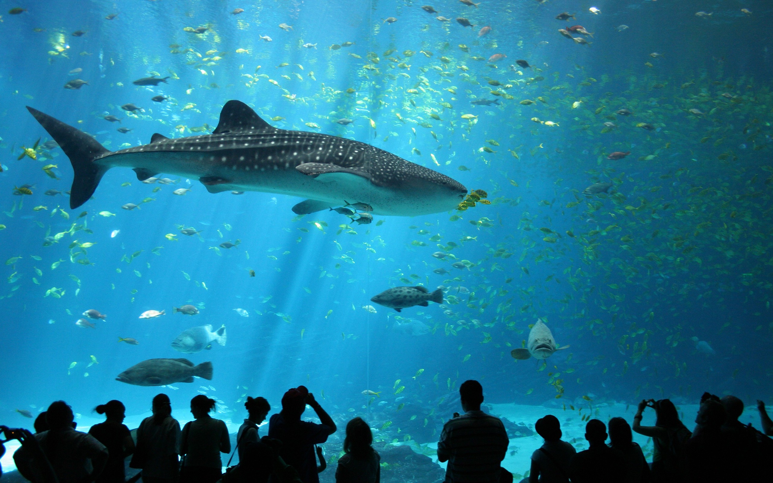 animals, Wildlife, Nature, Sea, Fish, Whale Shark, Shark, Aquarium Wallpaper