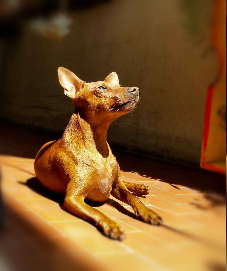 Miniature Pinscher, Dog, Animals HD Wallpaper Desktop Background