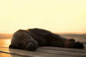 dog, Blurred, Depth Of Field, Wooden Surface, Sunlight, Sleeping, Animals
