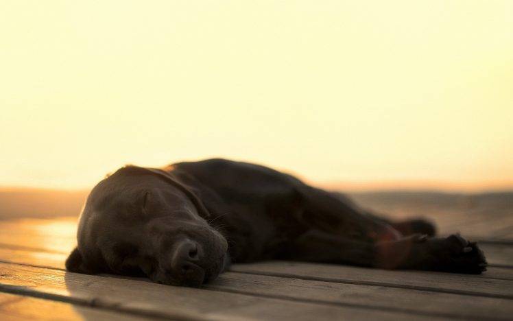 dog, Blurred, Depth Of Field, Wooden Surface, Sunlight, Sleeping, Animals HD Wallpaper Desktop Background