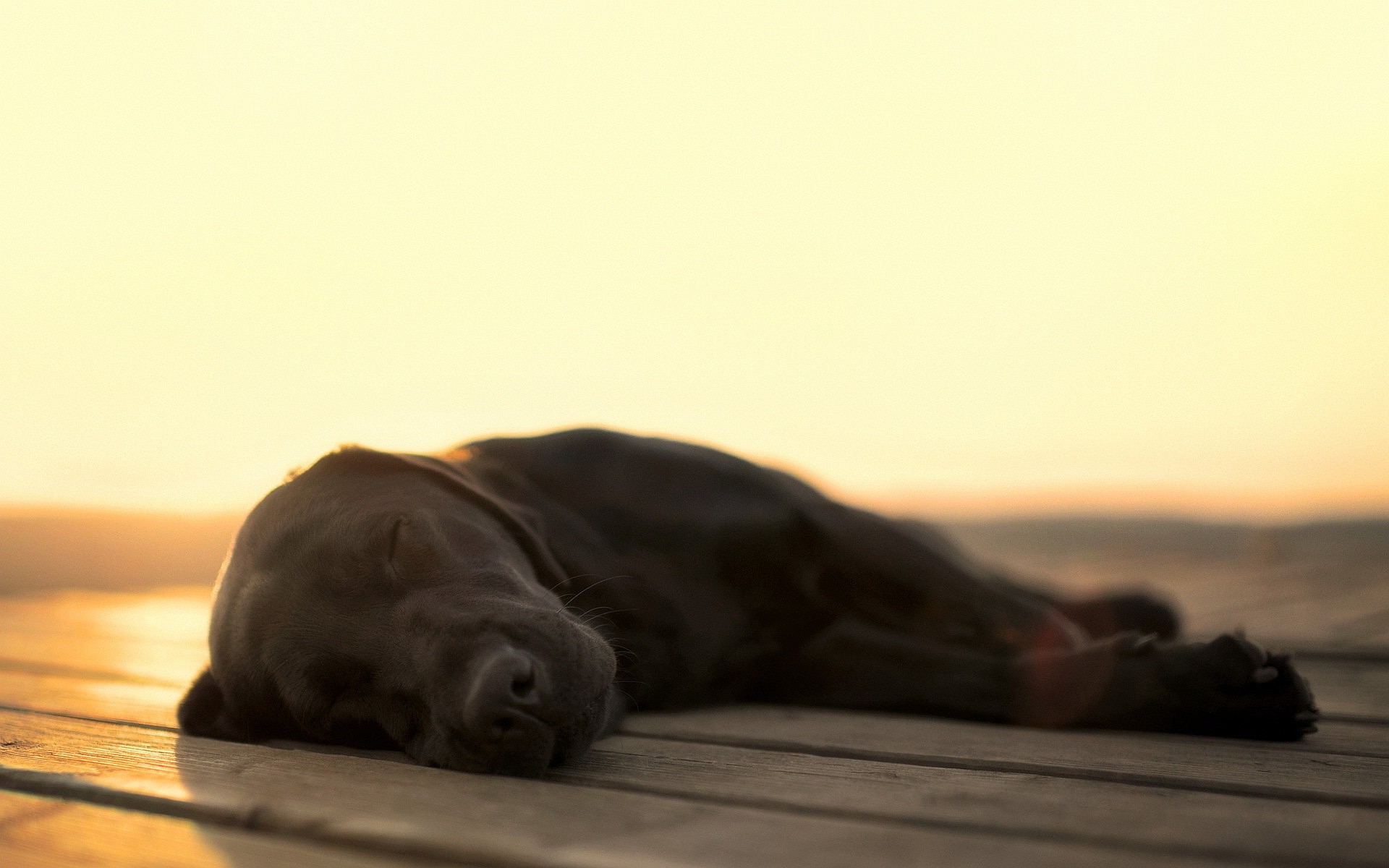 dog, Blurred, Depth Of Field, Wooden Surface, Sunlight, Sleeping, Animals Wallpaper