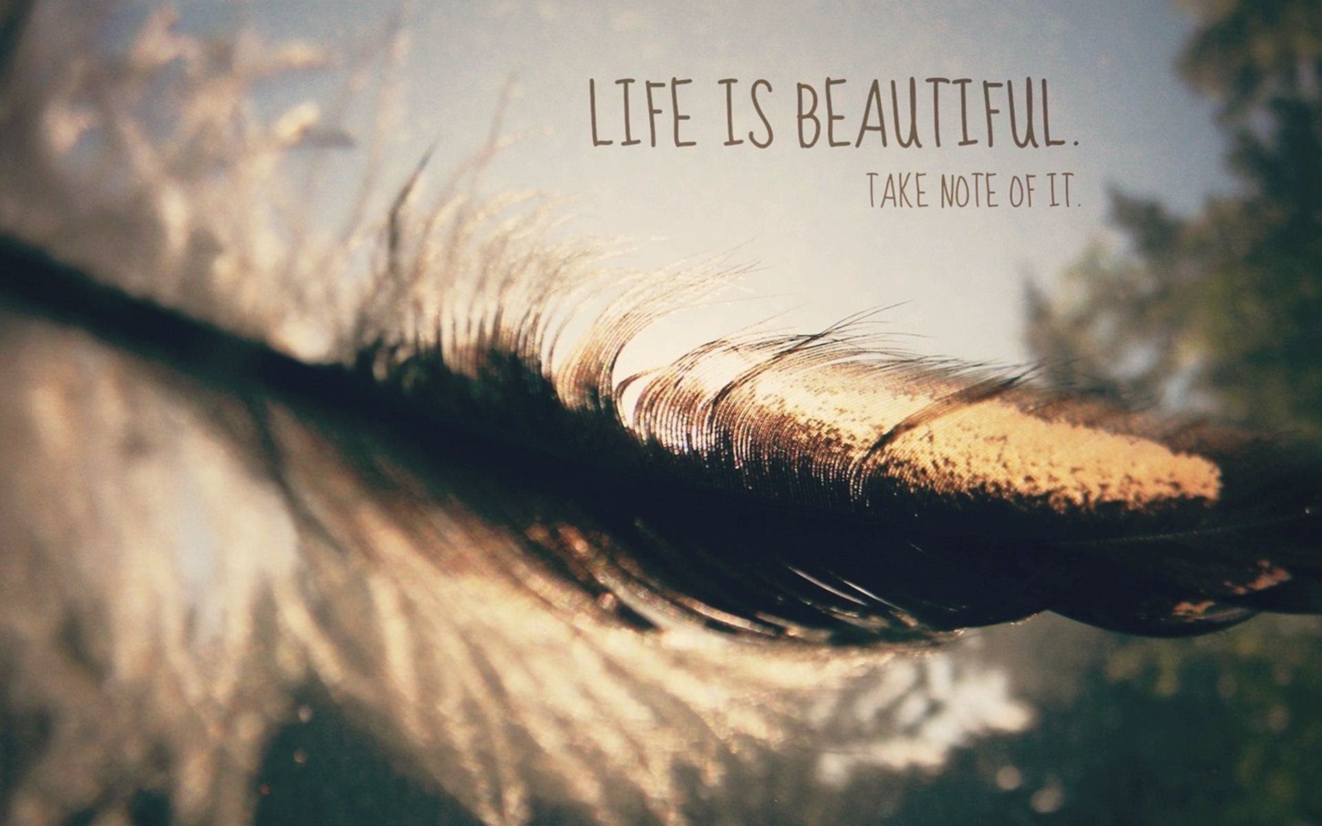 quote, Feathers, Blurred, Depth Of Field, Bokeh Wallpaper